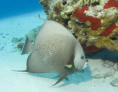 Подводный мир сказочно красив, но красиво снять стайки цветных рыбок, крабов и прочих морских жителей не так то просто