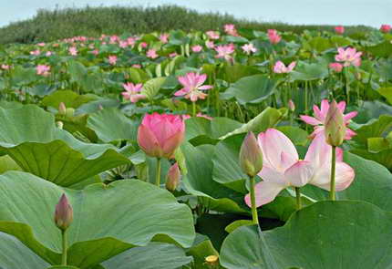 image009