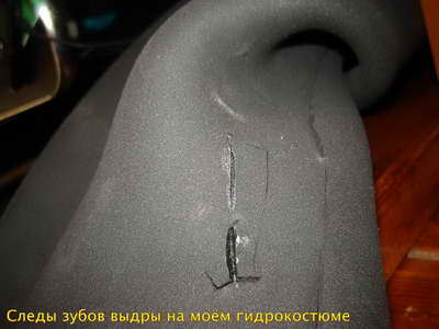 Следы зубов выдры на гидрокостюме