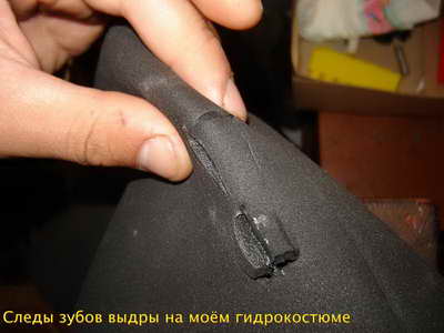 Следы зубов выдры на гидрокостюме