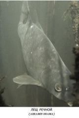 Лещ1