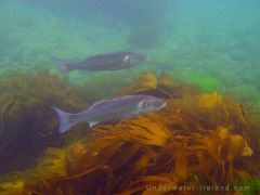 Seabass в Irish Sea.