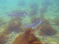 Sea-bass