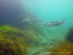 Seabass