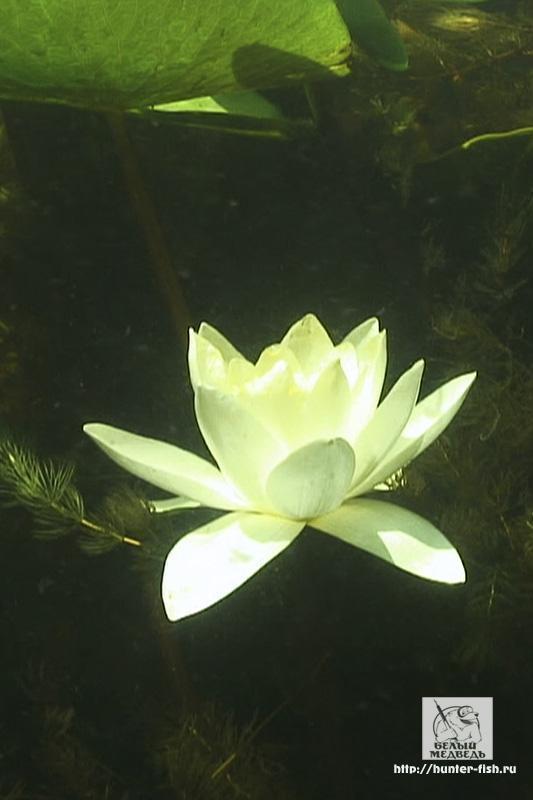 Астраханский цветок