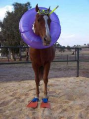 Horse