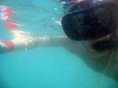FindNemo05.jpg