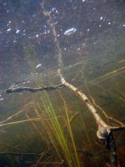 Фото в пресной воде
