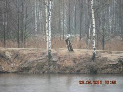 Чайка 006.jpg