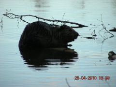 Бобёр 020.jpg