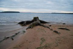 DSC_0391_1.JPG