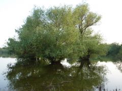 Астраханская область, Енотаевский район, село Федоровка.