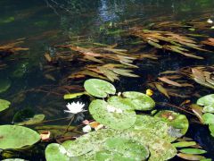 DSCF2917.jpg