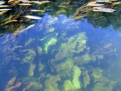 DSCF2908.jpg