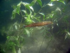gallery_71_28_11570.jpg