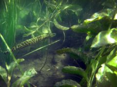 gallery_71_28_35900.jpg