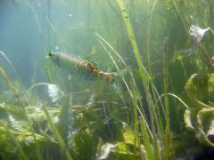 gallery_71_28_53807.jpg
