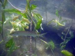 gallery_71_28_29527.jpg
