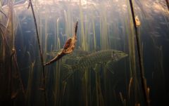холодная вода 1