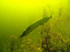 IMG_7268.JPG