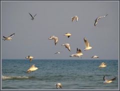 Азовские чайки
