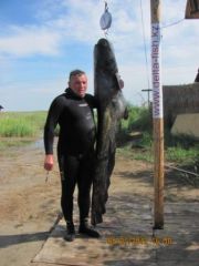 сом 45 кг, добыт мной на оз. Балхаш
