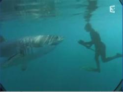 shark_podvoh.jpg