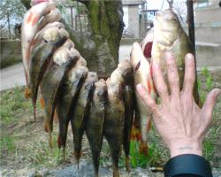 post-2841-1211307904_thumb.jpg