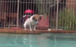 post-13762-0-37619600-1399876158_thumb.gif