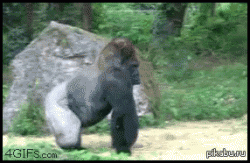 post-9936-0-25423400-1373622750_thumb.gif