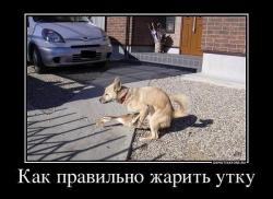 post-12270-0-86585000-1439731297_thumb.jpg