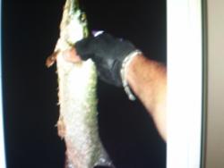 post-5315-1251875740_thumb.jpg