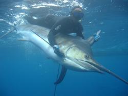 500XRobBlackMarlin.JPG