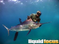 marlin_2008.jpg