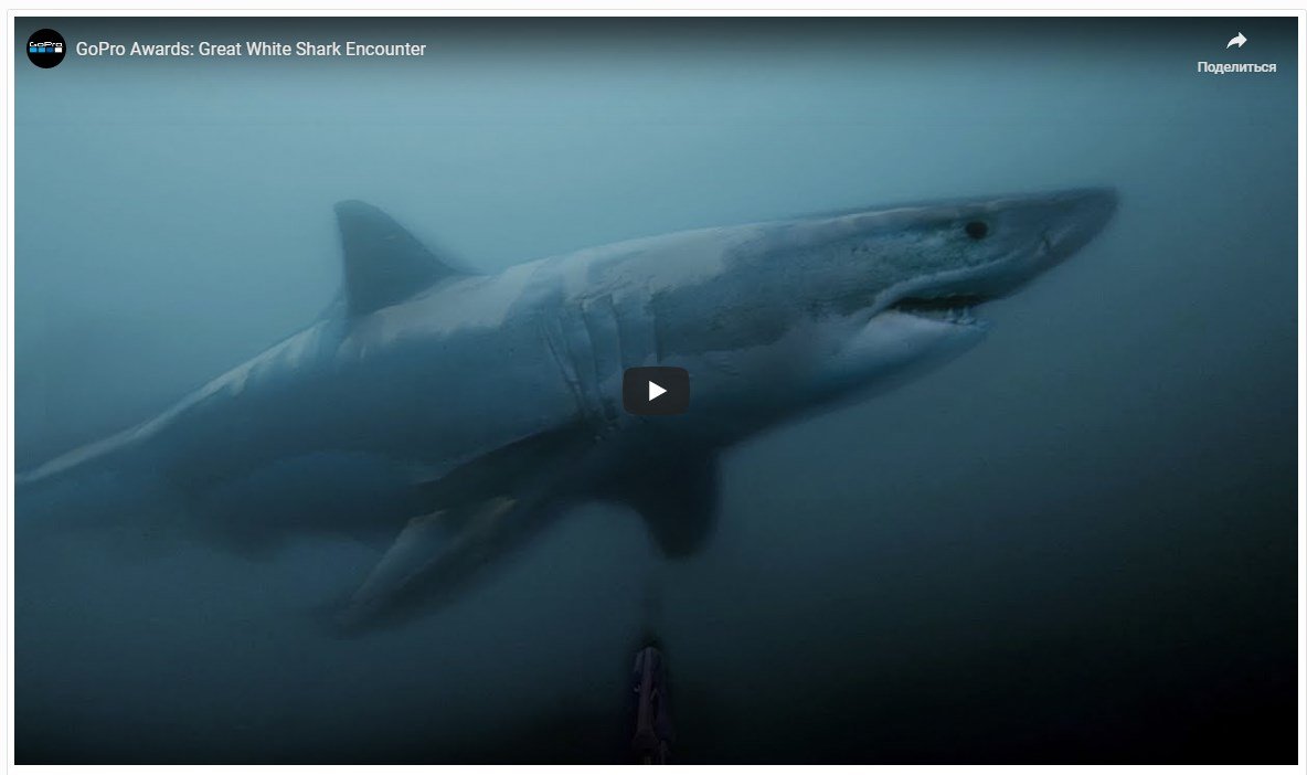 Shark.jpg